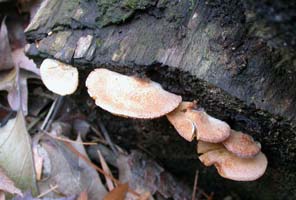 This small Crepidotus like most grows on well-rotted wood. 